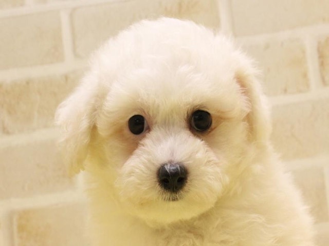 神奈川県のビションフリーゼ (ペッツワン三浦店/2024年3月18日生まれ/女の子/ホワイト)の子犬